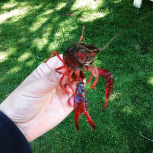 craw in hand